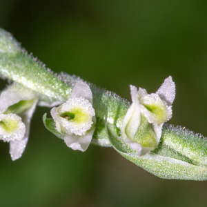 Photographie n°3310994 du taxon Spiranthes spiralis (L.) Chevall. [1827]