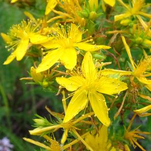 Photographie n°3311157 du taxon Hypericum perforatum L. [1753]