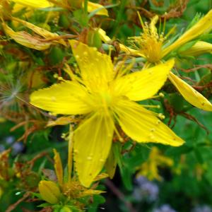 Photographie n°3311159 du taxon Hypericum perforatum L. [1753]