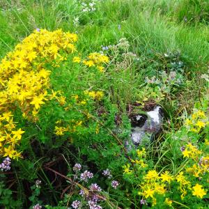 Photographie n°3311160 du taxon Hypericum perforatum L. [1753]
