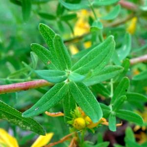 Photographie n°3311163 du taxon Hypericum perforatum L. [1753]