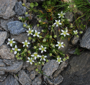 JeanLoupBenoit, le 19 août 2025 (Séez)