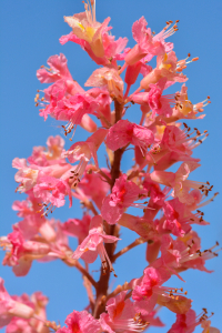 Jean-Louis Gitton, le  3 mai 2025 (Saintry-sur-Seine (Hameaux de Seine))