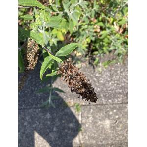 Buddleja japonica Hemsl. (Buddléia du Japon)