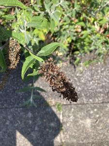 nivopol, le 22 août 2025 (Quimper)