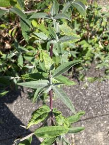 nivopol, le 22 août 2025 (Quimper)