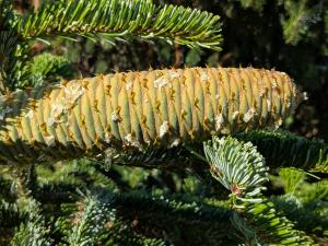 Claire Felloni, le 22 août 2025 (Coulaines)