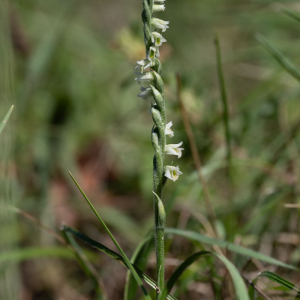 Photographie n°3320320 du taxon Spiranthes spiralis (L.) Chevall.