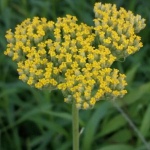 Photographie n°3320458 du taxon Tanacetum vulgare L. [1753]
