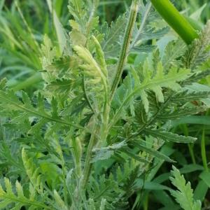 Photographie n°3320459 du taxon Tanacetum vulgare L. [1753]