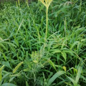 Photographie n°3320460 du taxon Tanacetum vulgare L. [1753]