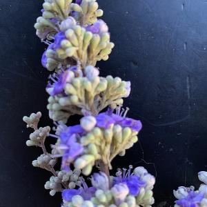 Photographie n°3321451 du taxon Vitex agnus-castus L. [1753]