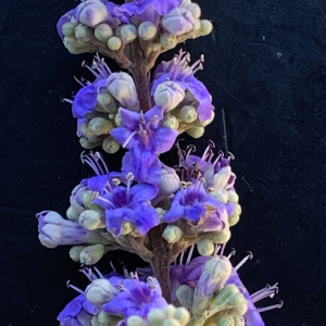 Photographie n°3321457 du taxon Vitex agnus-castus L. [1753]