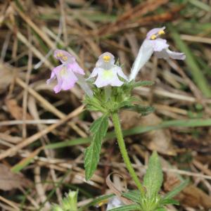 Photographie n°3325271 du taxon Galeopsis ladanum L. [1753]