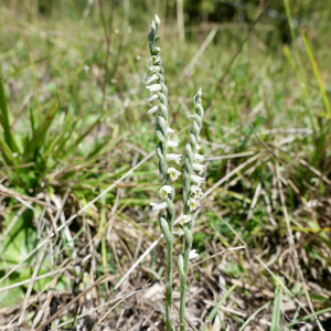 Photographie n°3325294 du taxon Spiranthes spiralis (L.) Chevall.