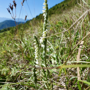 Photographie n°3325295 du taxon Spiranthes spiralis (L.) Chevall.