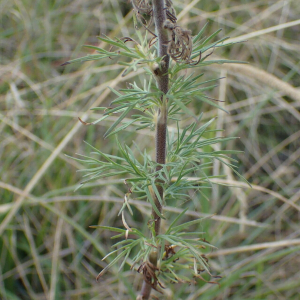 Aconitum anthora L. [1753] [nn496] par Sylvain Piry le 06/09/2025 - France, Alpes-Maritimes, Péone, La Colle (1799 m)