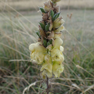 Aconitum anthora L. [1753] [nn496] par Sylvain Piry le 06/09/2025 - France, Alpes-Maritimes, Péone, La Colle (1799 m)
