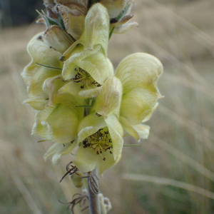 Aconitum anthora L. [1753] [nn496] par Sylvain Piry le 06/09/2025 - France, Alpes-Maritimes, Péone, La Colle (1799 m)
