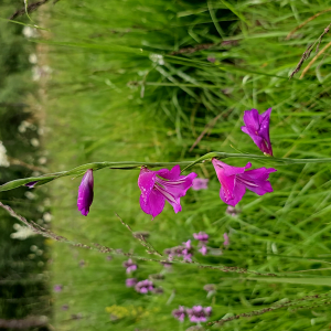  - Gladiolus palustris Gaudin