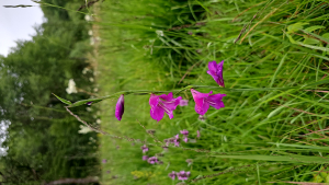Claude Bouscaillou, le  8 juin 2024 (Cranves-Sales)