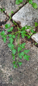 Sauvages de Beaumont, le 25 septembre 2025 (Beaumont)