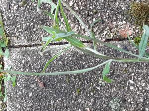 Sauvages de Beaumont, le 25 septembre 2025 (Beaumont)