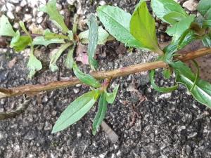 Sauvages de Beaumont, le 25 septembre 2025 (Beaumont)