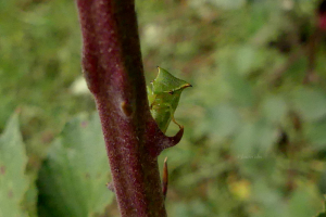 Éric Leguay, le 23 septembre 2025 (La Neuville-en-Tourne-à-Fuy (Le Verger-potager-rucher du Champ pommier))