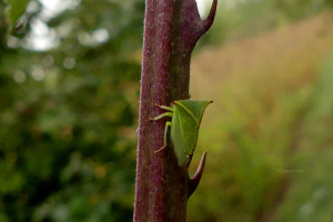 Éric Leguay, le 23 septembre 2025 (La Neuville-en-Tourne-à-Fuy (Le Verger-potager-rucher du Champ pommier))