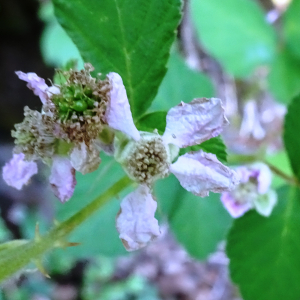 Photographie n°3330877 du taxon Rubus ulmifolius Schott [1818]