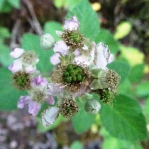 Photographie n°3330878 du taxon Rubus ulmifolius Schott [1818]