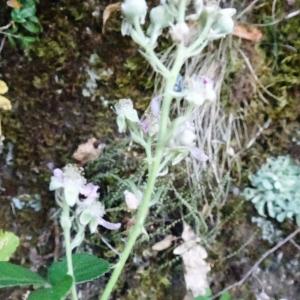 Photographie n°3330880 du taxon Rubus ulmifolius Schott [1818]