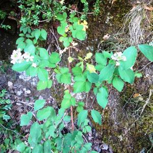 Photographie n°3330882 du taxon Rubus ulmifolius Schott [1818]