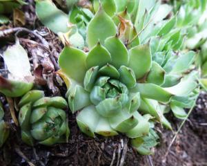 Alain Bigou, le  1 août 2024 (San Juan de Plan/San Chuan de Plan (L'Ausera))