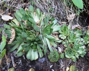 Alain Bigou, le  1 août 2024 (San Juan de Plan/San Chuan de Plan (L'Ausera))