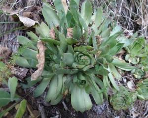 Alain Bigou, le  1 août 2024 (San Juan de Plan/San Chuan de Plan (L'Ausera))