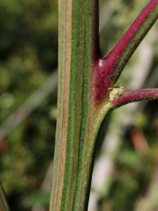 Patrick Ressayre, le 28 septembre 2025 (Saint-Alban-Auriolles)