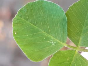 Sauvages de Beaumont, le  2 octobre 2025 (Beaumont)