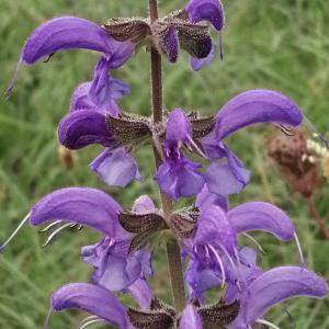 Photographie n°3333939 du taxon Salvia pratensis subsp. pratensis
