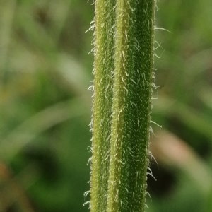 Photographie n°3333942 du taxon Salvia pratensis subsp. pratensis