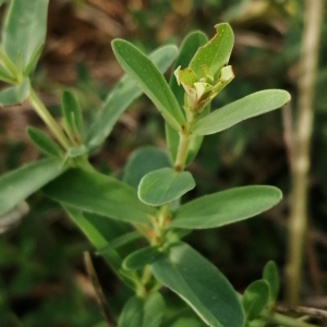 Photographie n°3333983 du taxon Hypericum perforatum L. [1753]