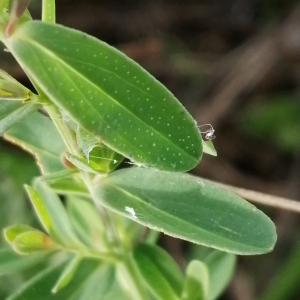 Photographie n°3333984 du taxon Hypericum perforatum L. [1753]