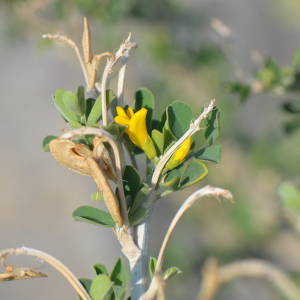 Photographie n°3335850 du taxon Medicago arborea L. [1753]