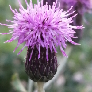Photographie n°3336309 du taxon Cirsium arvense (L.) Scop.