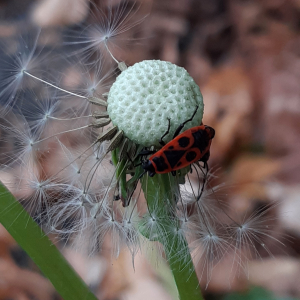  - Taraxacum div. Sp.