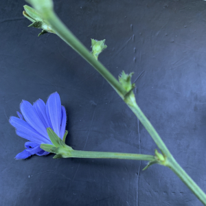 Cichorium intybus L. [1753] [nn17314] par Liliane Roubaudi le 07/10/2025 - Draguignan