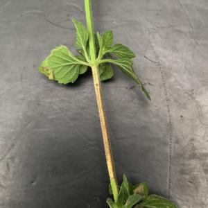 Clinopodium nepeta (L.) Kuntze [1891] [nn18261] par Liliane Roubaudi le 08/10/2025 - Draguignan