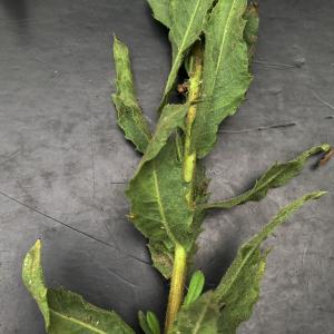 Dittrichia viscosa (L.) Greuter [1973] [nn75097] par Liliane Roubaudi le 08/10/2025 - Draguignan