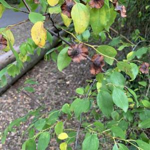 Paliurus spina-christi Mill. [1768] [nn47370] par Liliane Roubaudi le 08/10/2025 - Draguignan